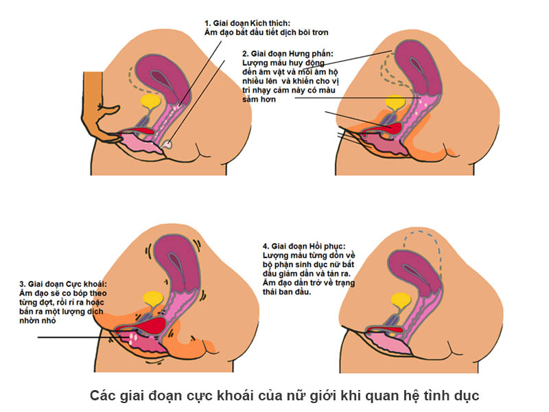 Khám phá các giai đoạn cực khoái khi quan hệ tình dục của đàn ông và