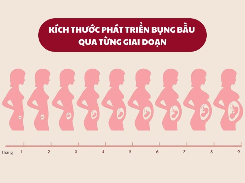 kích thước bụng bầu qua từng giai đoạn