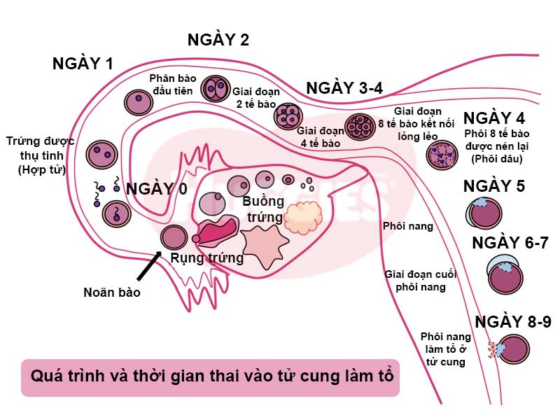 Thời gian thai vào tử cung ít nhất là 1 tuần 8-9 ngày