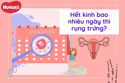 hết kinh bao nhiêu ngày thì rụng trứng