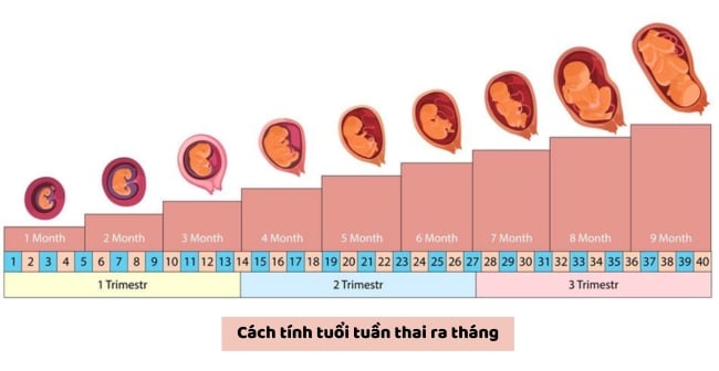 Cách tính tuần thai ra tháng chính xác