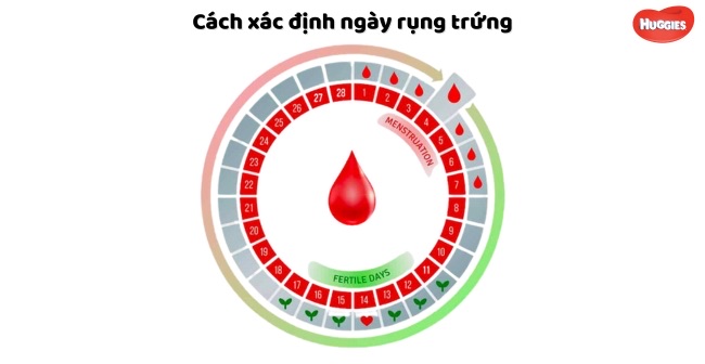 Nhận biết ngày rụng trứng dựa trên chu kỳ kinh nguyệt