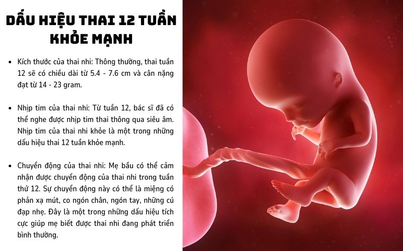 Dấu hiệu thai 12 tuần khỏe mạnh