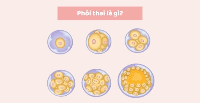 Phôi thai là gì?