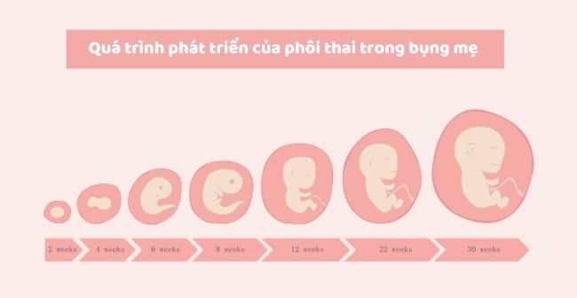 Quá trình phát triển của phôi thai trong bụng mẹ