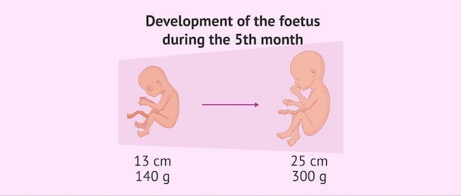 Thai nhi tuần 20 có cân nặng trung bình khoảng 300 gram và có chiều dài từ đỉnh đầu đến gót chân khoảng 25cm (Nguồn: Sưu tầm)