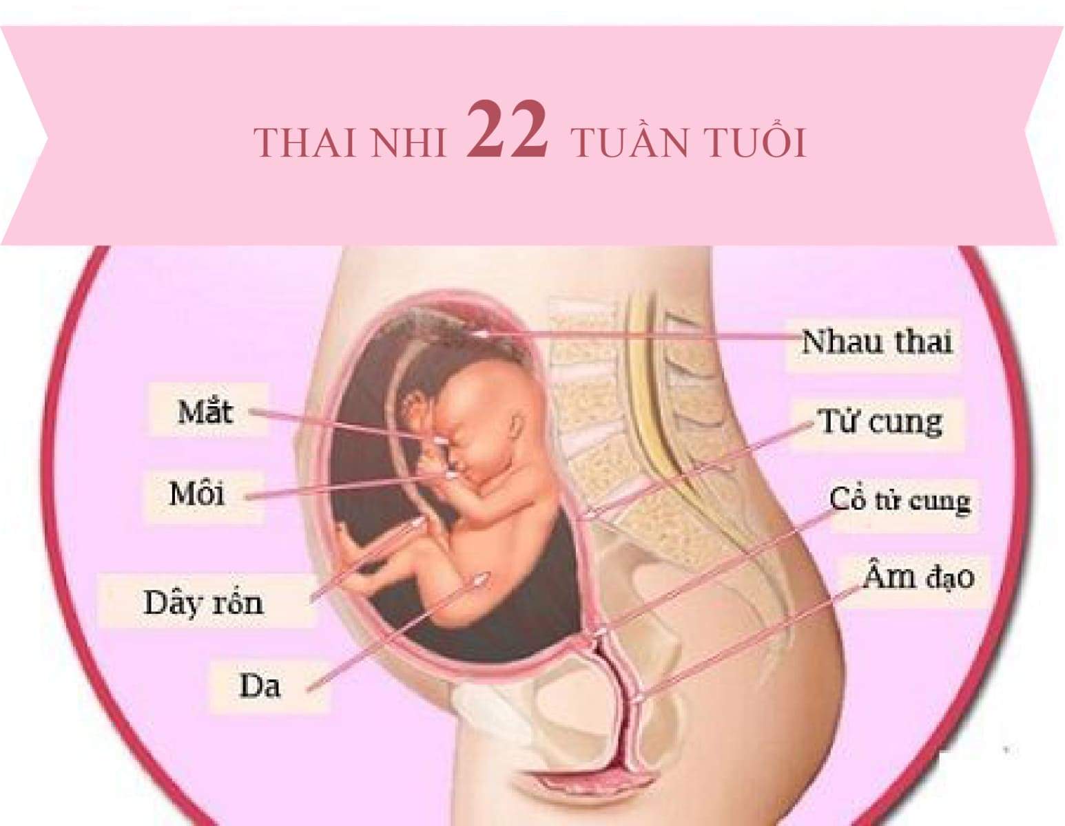 sự phát triển của thai nhi tuần thứ 22