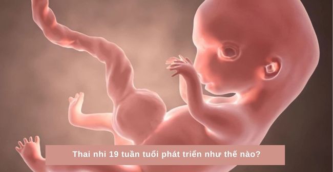 Thai nhi tuần thứ 19 bắt đầu hình thành và phát triển các chi tiết bên trong cơ thể