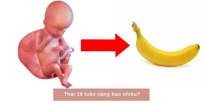 Thai nhi tuần thứ 19 sẽ có kích thước bằng quả chuối lớn