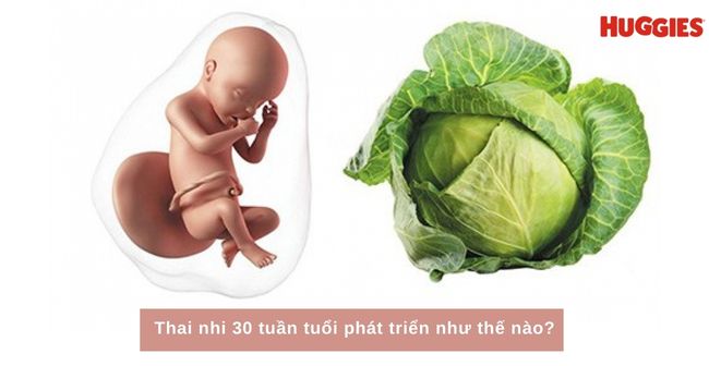 Kích thước của thai nhi 30 tuần tuổi bằng một quả bắp cải 